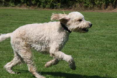Hunderennen 2011