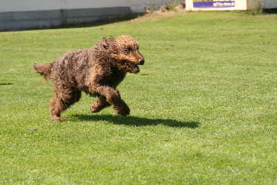 Hunderennen 2011