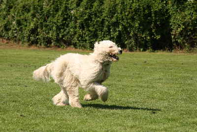 Hunderennen 2011