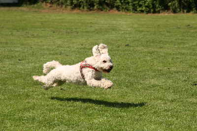 Goldendoodle laufen um die Wette