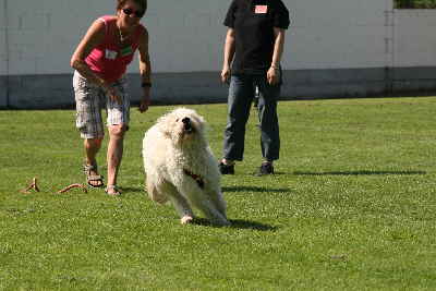 Goldendoodle laufen um die Wette