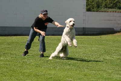 Goldendoodle laufen um die Wette