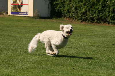 Goldendoodle laufen um die Wette