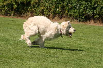 Goldendoodle laufen um die Wette