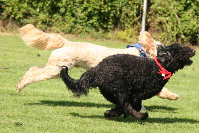 Goldendoodle laufen um die Wette