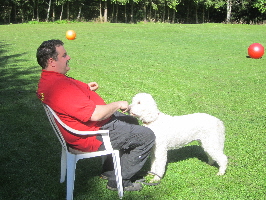 Goldendoodle Sheela zeigt allen wie das Klickertraining funktioniert