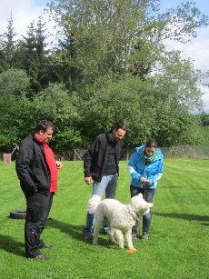 Nanook lernt "schau"