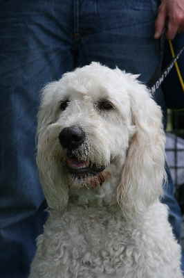 Goldendoodle Sheela