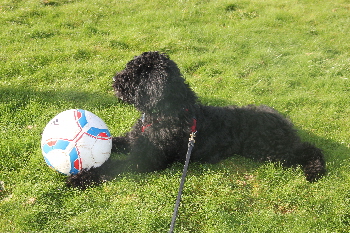 Fluffy im Garten