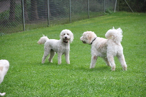 Goldendoodles reden miteinander