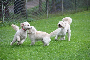 Soielen auf der Wiese