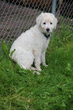 Goldendoodle Annie sitzt im Gras