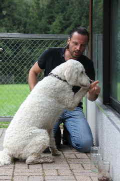 Goldendoodle Nanook wird belohnt