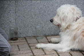 Goldendoodle Henk riecht 