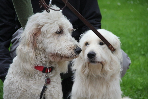 Luca und Henk schauen