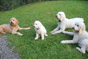 Alle Hunde im Platz