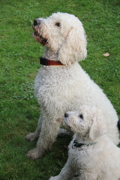 Goldendoodle sheela und annie schauen hoch