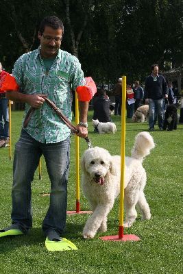 Goldendoodle ist Leinenfhrig