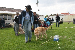 Goldendoodle geht ber Mikado Stbe