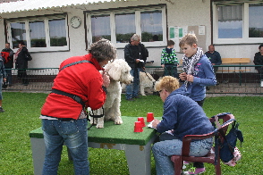 Goldendoodle will an das Htchen