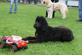 Goldendoodle will das Fresschen haben