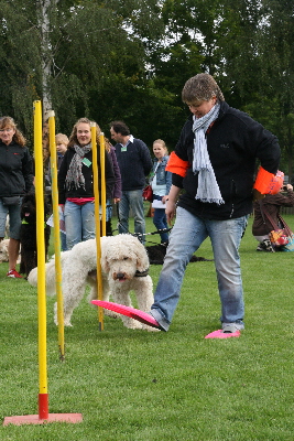 goldendoodles blicken auf die Flossen