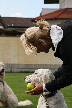 Goldendoodle mag den Ball nicht