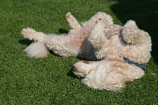 Goldendoodle auf dem Rcken