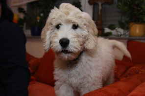 Goldendoodle Sheela als Baby