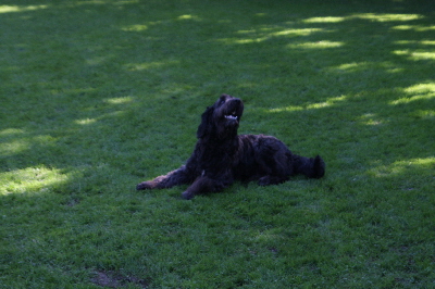 Goldendoodle macht Platz