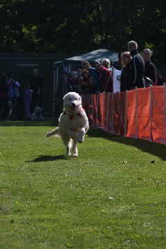 Rennen der Hunde