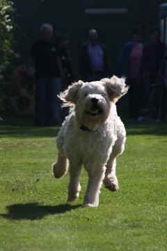 Goldendoodle rennt ber den Rasen