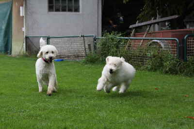 Doodeltreffen Goldendoodle Sheela