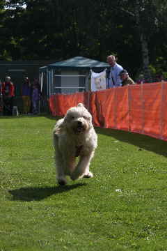 Goldendoodles rennen