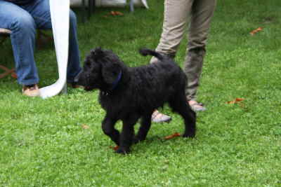 Doodeltreffen Goldendoodle Sheela