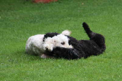 Doodletreffen Goldendoodle schmusen