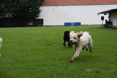 Doodeltreffen Goldendoodle Sheela