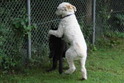 Doodletreffen Goldendoodle schmusen