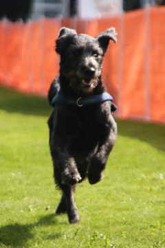 Labradoodle war auch dabei