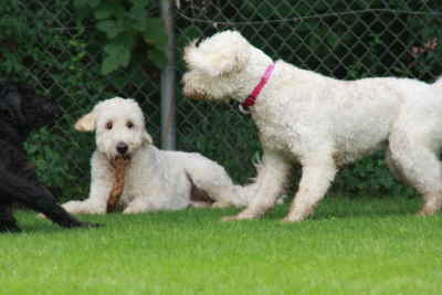 Doodeltreffen Goldendoodle Sheela