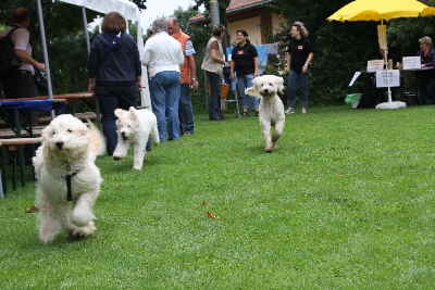 Doodeltreffen Goldendoodle Sheela