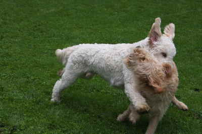 Doodeltreffen Goldendoodle Sheela