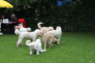 Doodeltreffen Goldendoodle Sheela