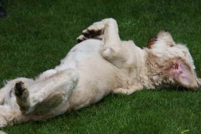 Doodletreffen Goldendoodle schmusen