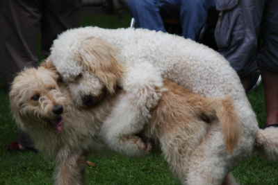 Doodletreffen Goldendoodle schmusen