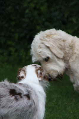 Doodletreffen Goldendoodle schmusen