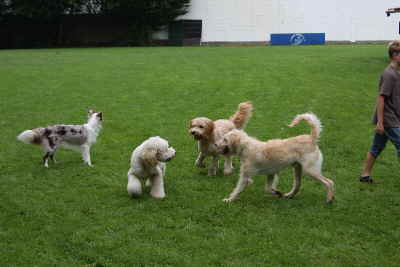 Doodeltreffen Goldendoodle Sheela