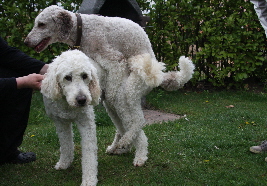 Goldendoodle Sheela wird gedeckt