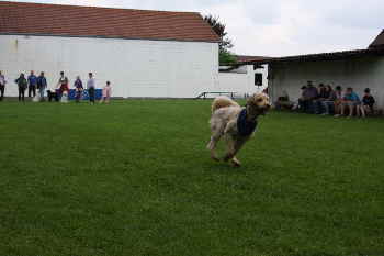 Doodletreffen Doodlerennen Nicht Doodle