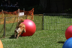 Bonnie treibt den Ball ins Tor